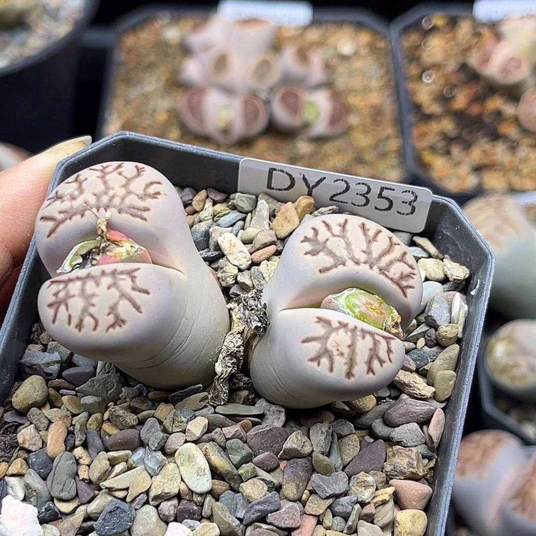 一物一拍菊母本2353