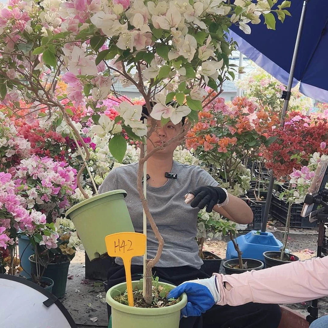 萤***虫大部分花苞少量开放H42广红樱