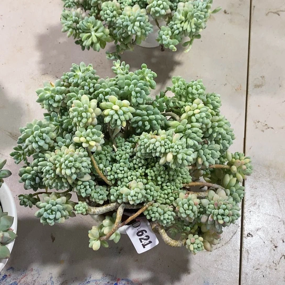 ?*621洛可可多肉植物