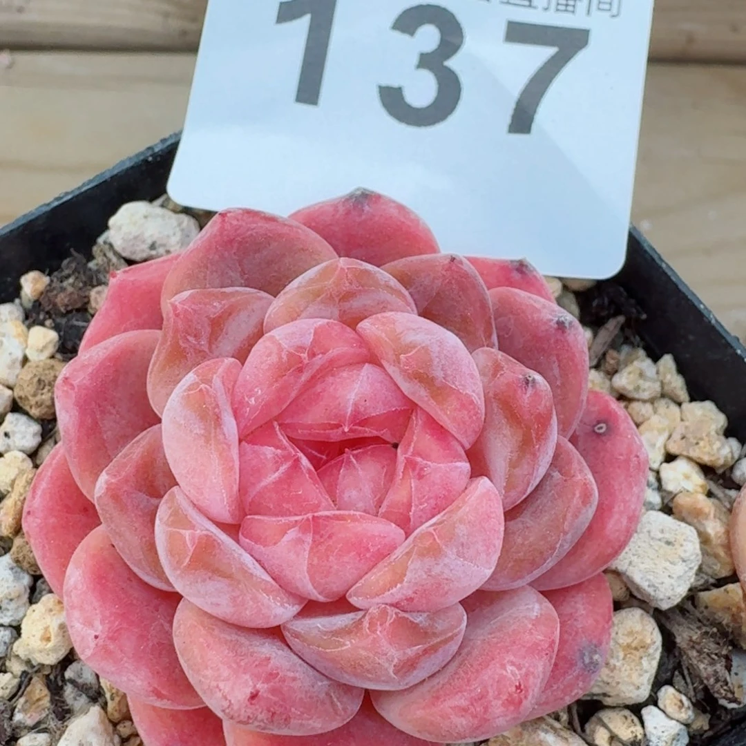 冰魄         精品多肉