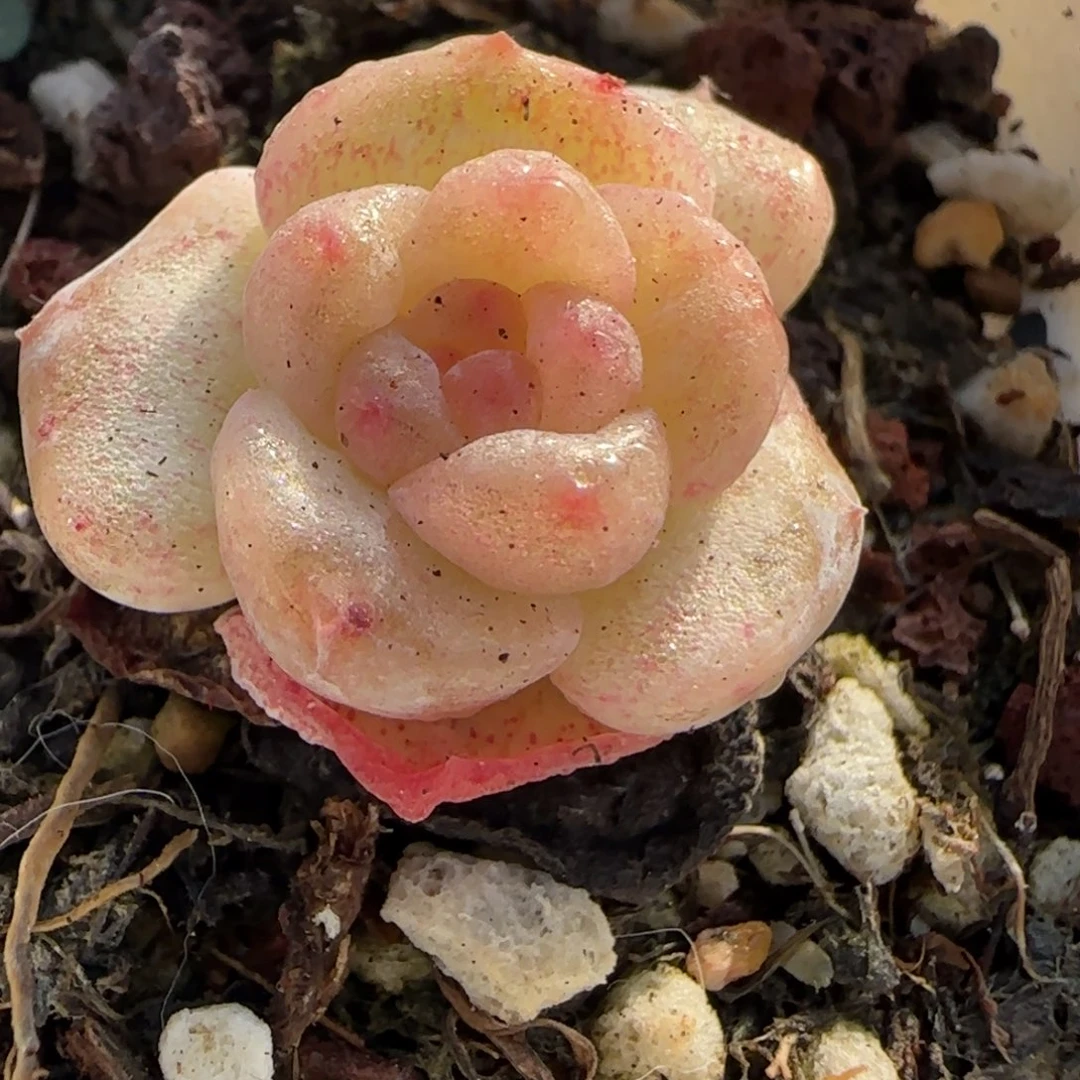 小卡拉米糖心一物一拍