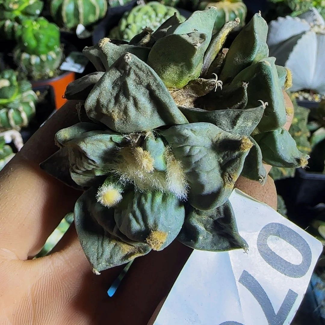 三头怒涛076仙人球