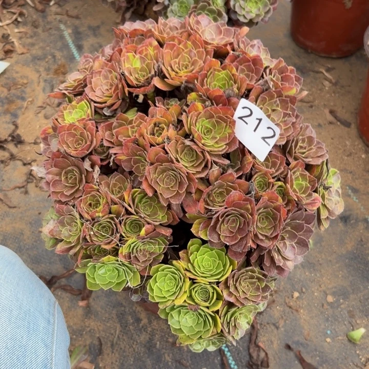 花月夜多肉植物不包损212