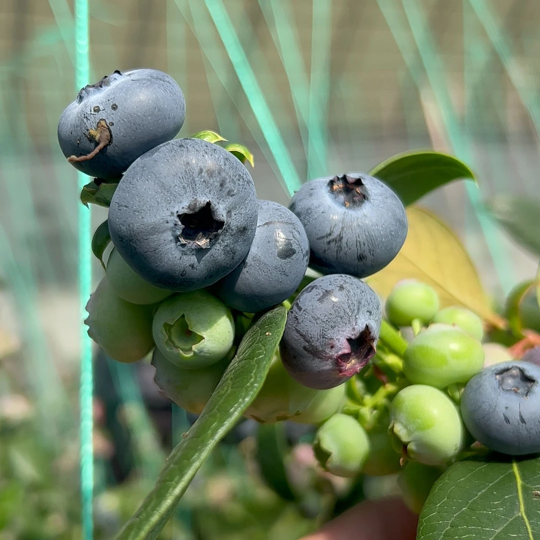 【19.8园/盒】L25蓝莓超大果 20-22超大果 新鲜水果现摘现发  包邮