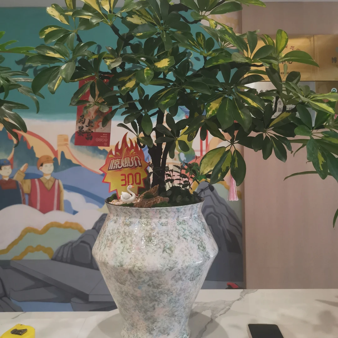 爆款年宵花八方来财鸭脚木室内绿植盆栽好养活不可复制