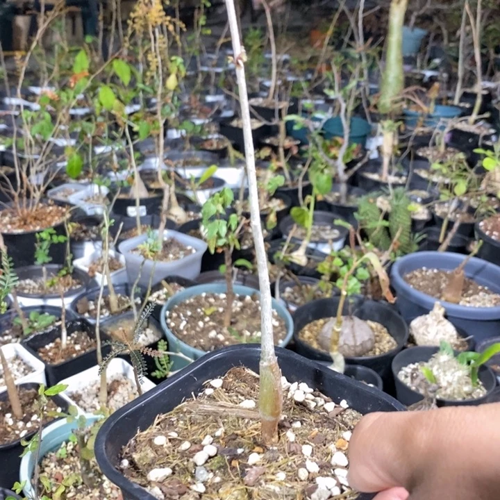 蓝白皮带盆土发货植物