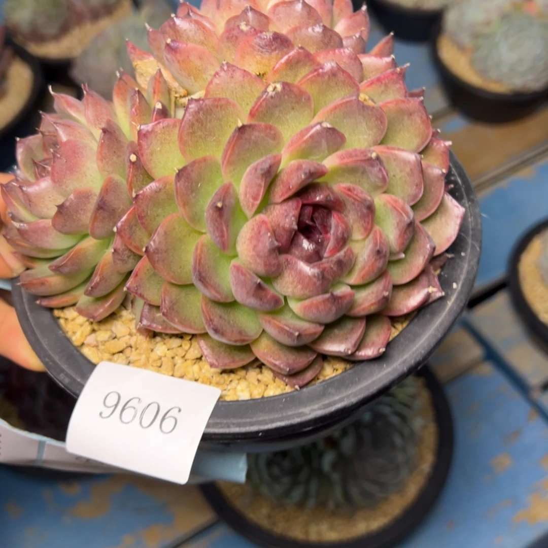 ?****?9606多肉多多多多多