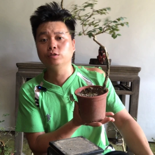无花朵盆景盆栽植物
