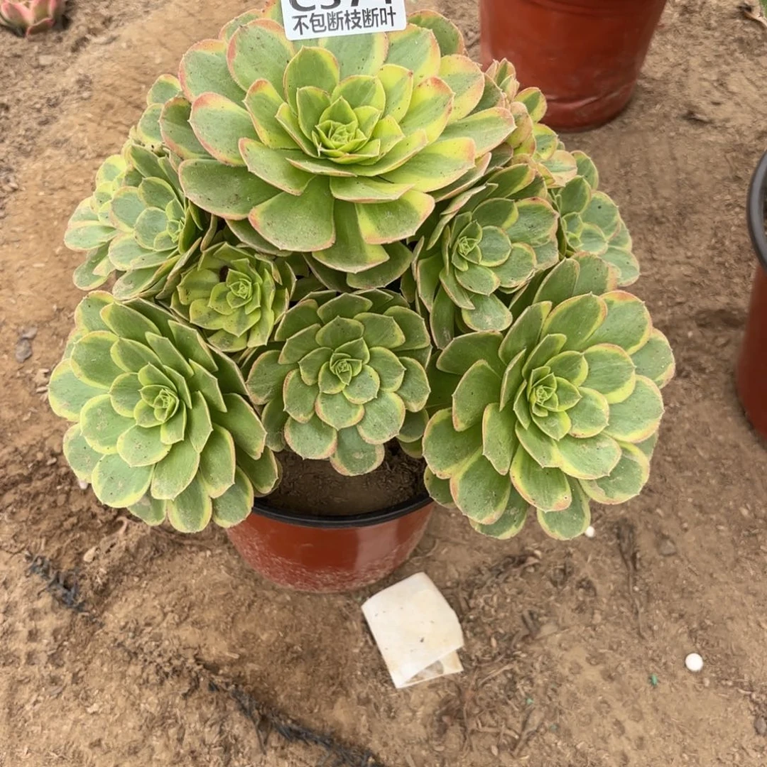 M. 374奶白多肉，baeee