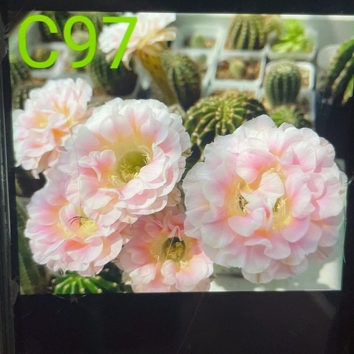 C97号秀蒲嫁接3公分出头