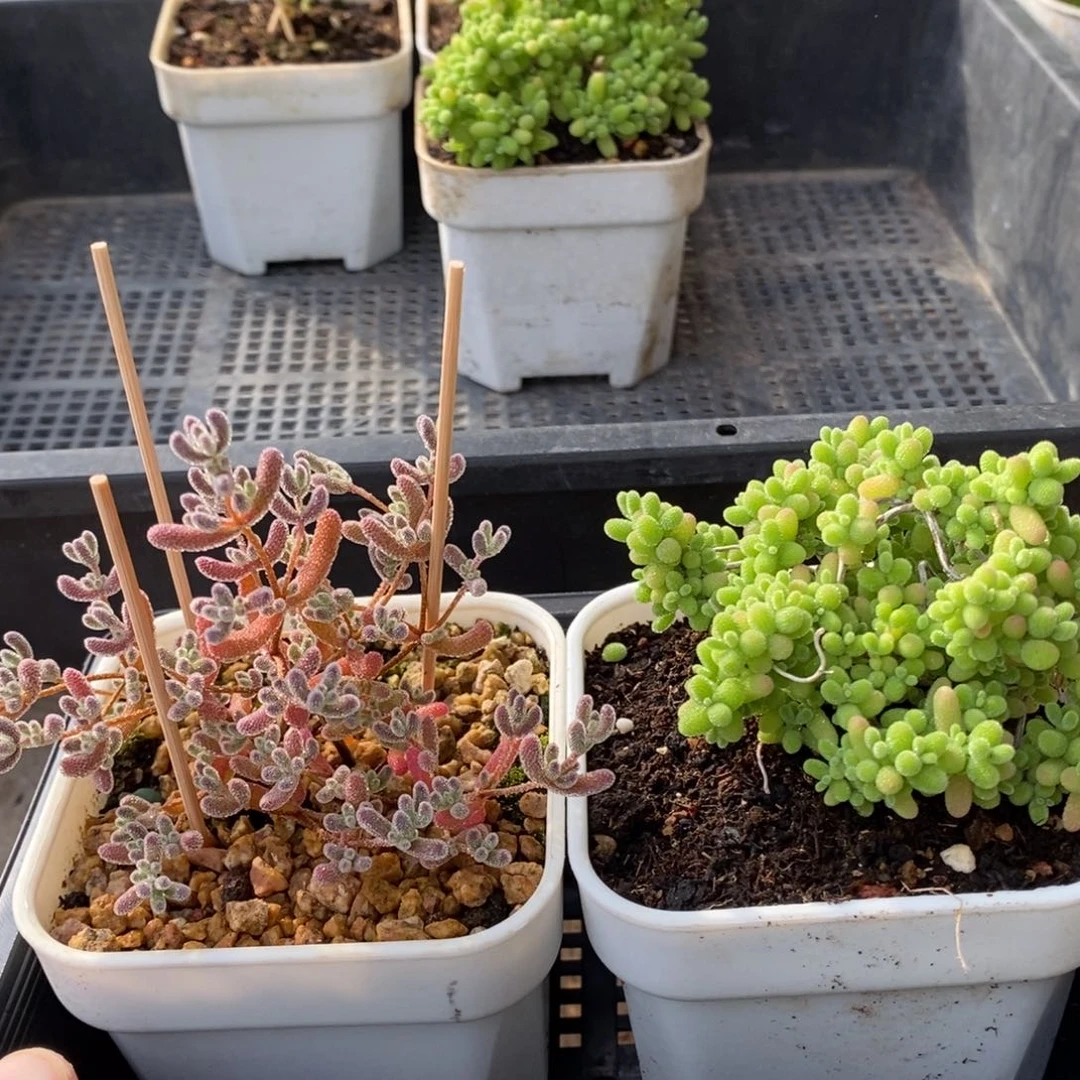 枝干番杏多肉植物859