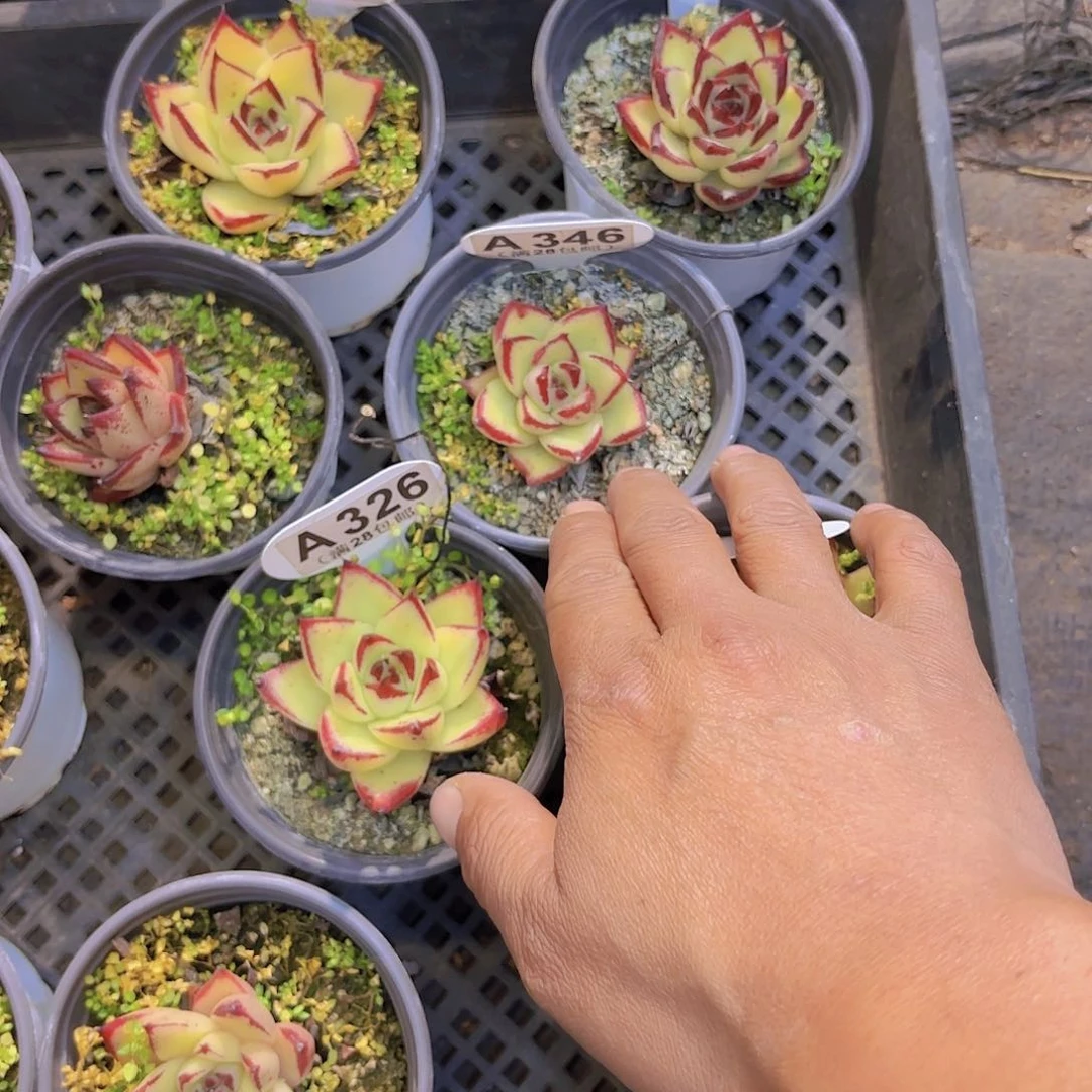 晕***uA346黄皮乌木一物一拍