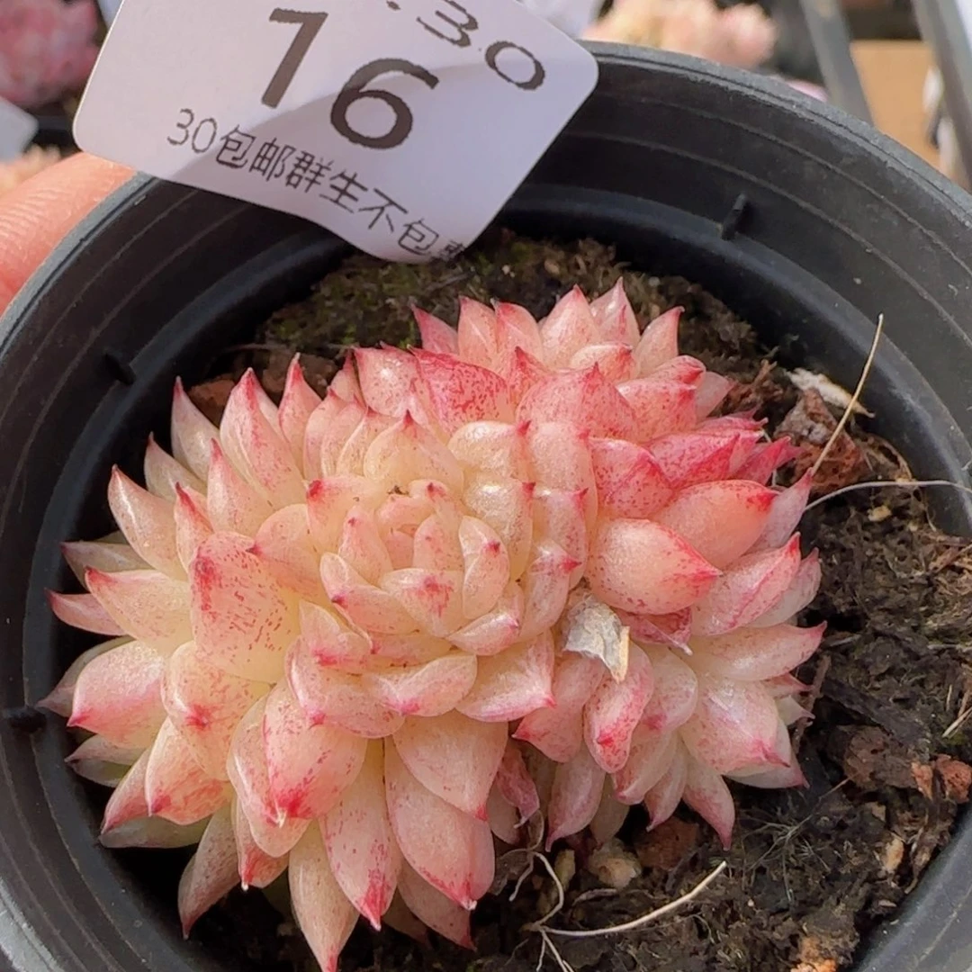 麦秆群一颗脱土发货的