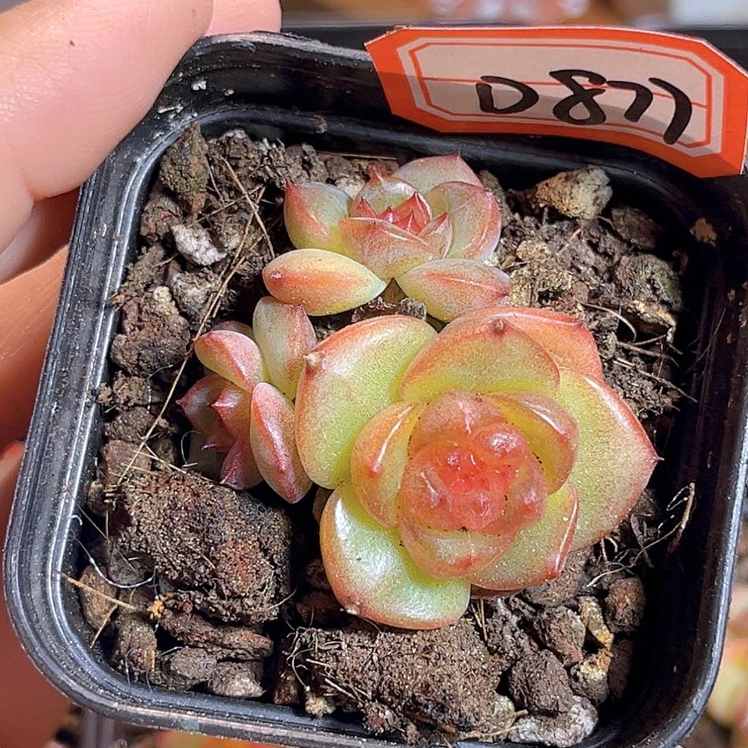 D877 一物一拍 香梨木 不包整