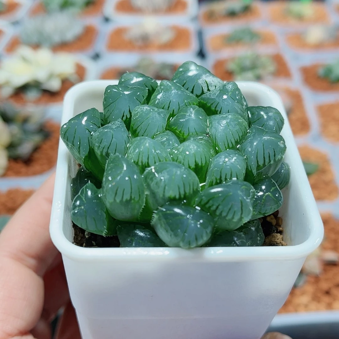 【闪购商品】湖水玉露