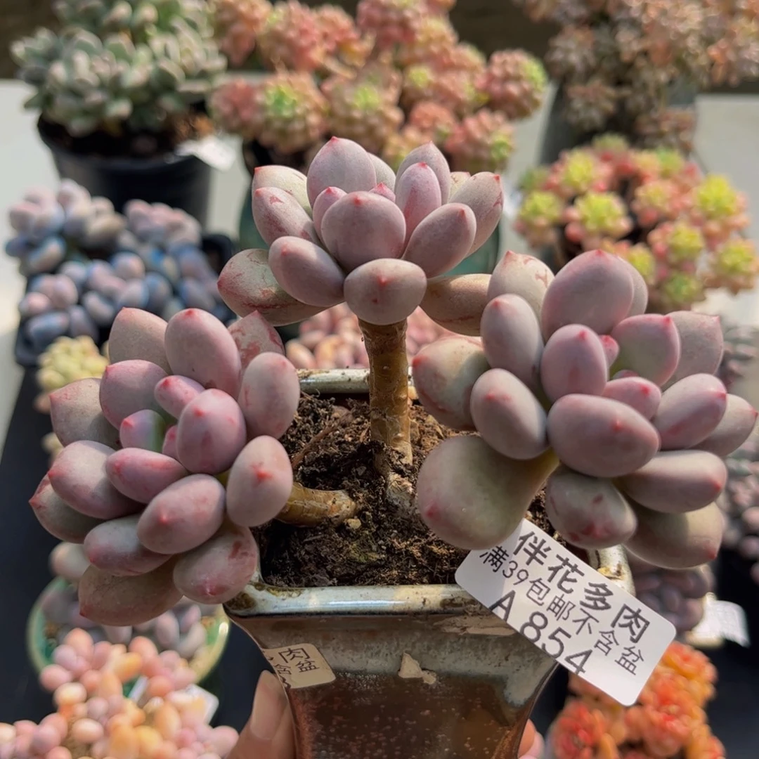 854仙子奶酪8cm多肉