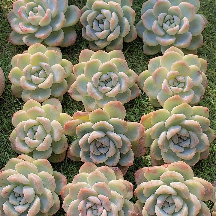 一物一拍，福利粗腿老庄冰玉单头10送2