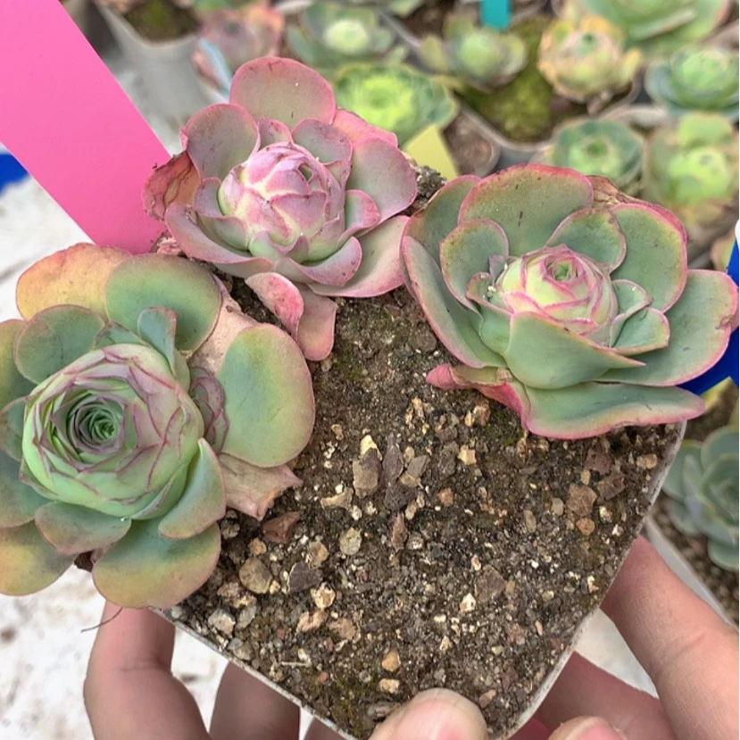 【闪购商品】yjj380