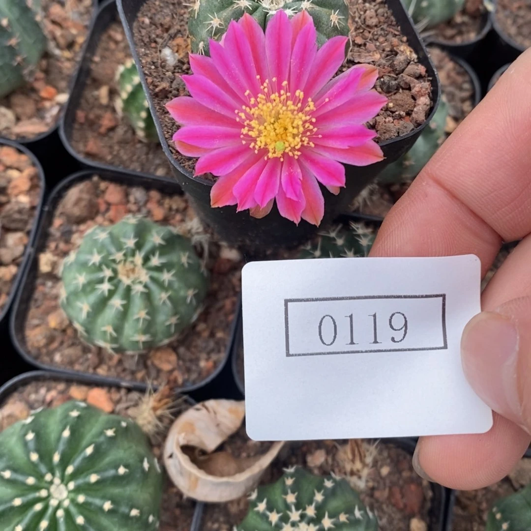 玫红自根明石虾0119