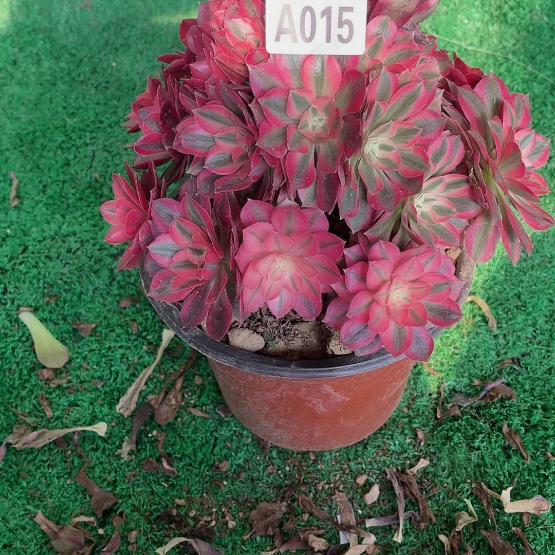 015女巫多肉植物法师锦