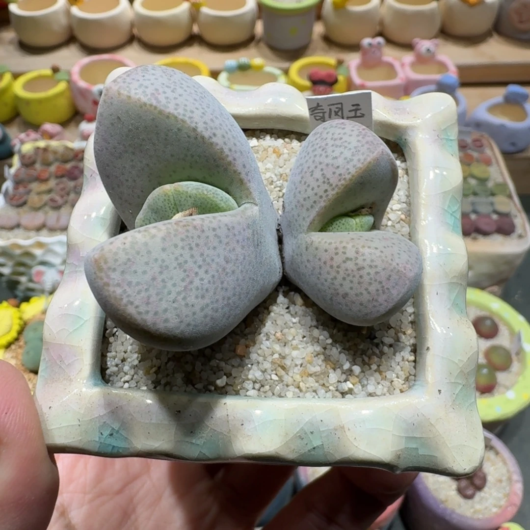 蘑菇1360奇凤玉多肉植物