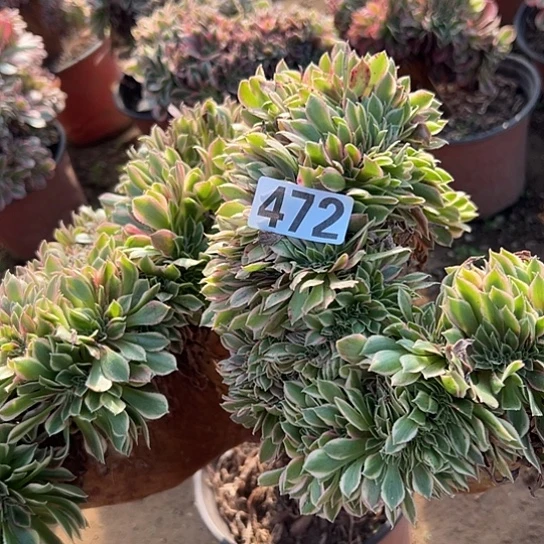 用***4多肉植物一个女神472