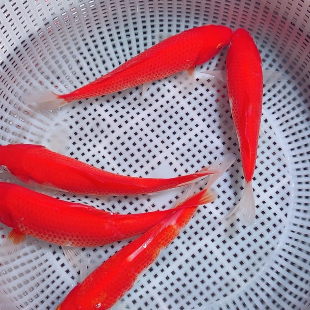锦鲤锦鲤观赏鱼1111
