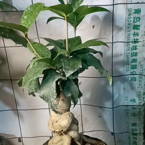 ✺***乐完全开放四季丹桂