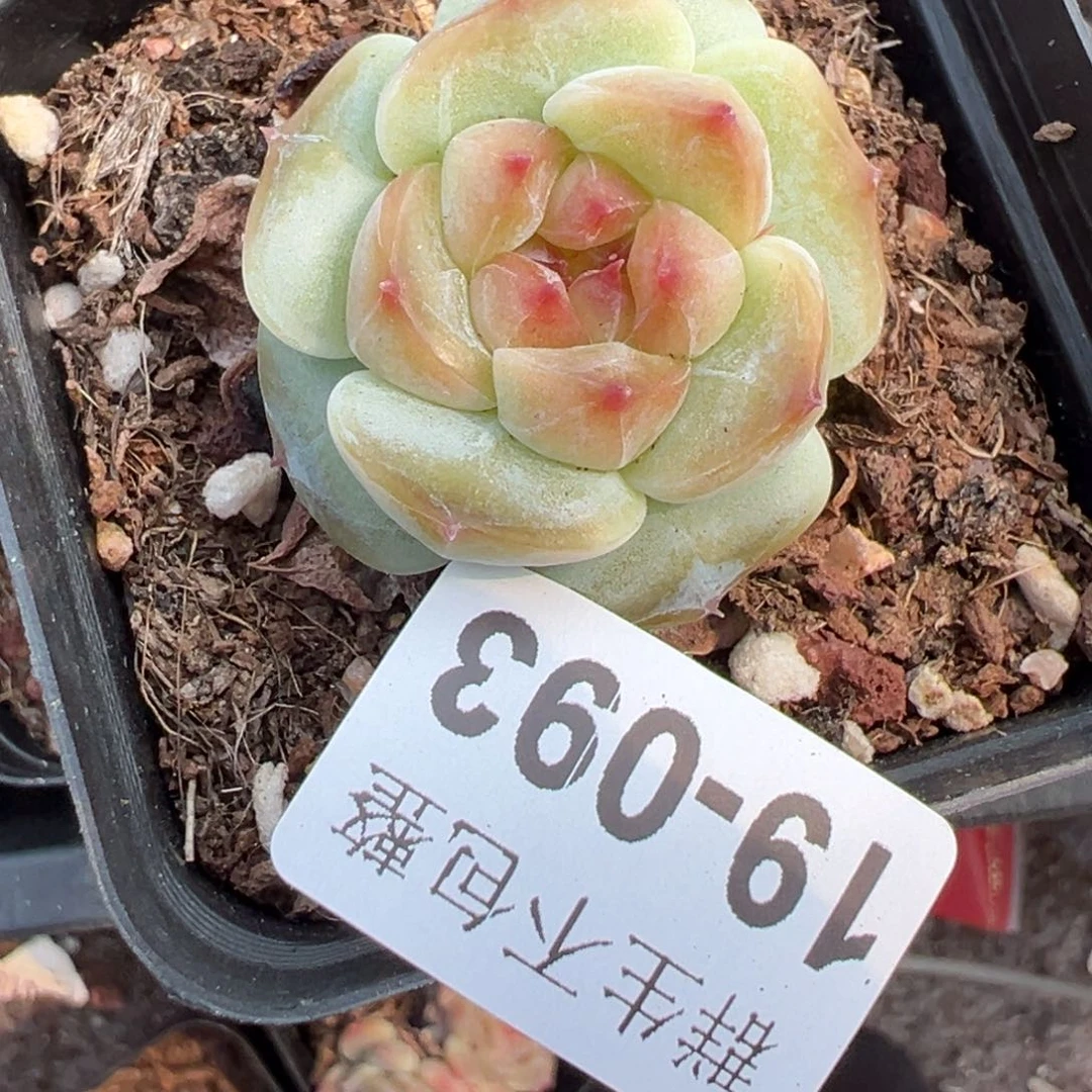 小卡拉米糖心一物一拍19-93