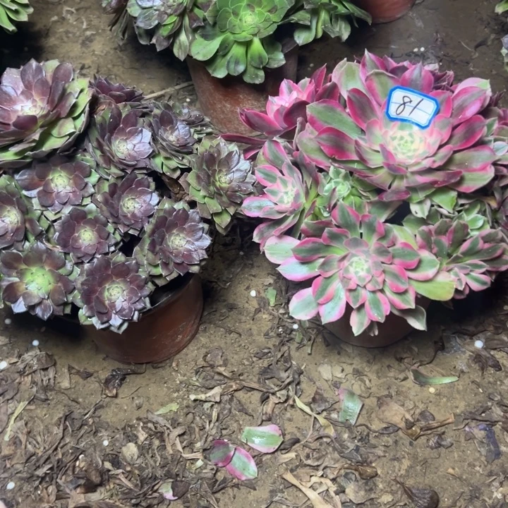 多肉植物断枝不包81