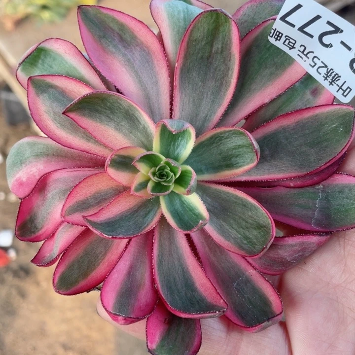 277烈焰砍头12345678