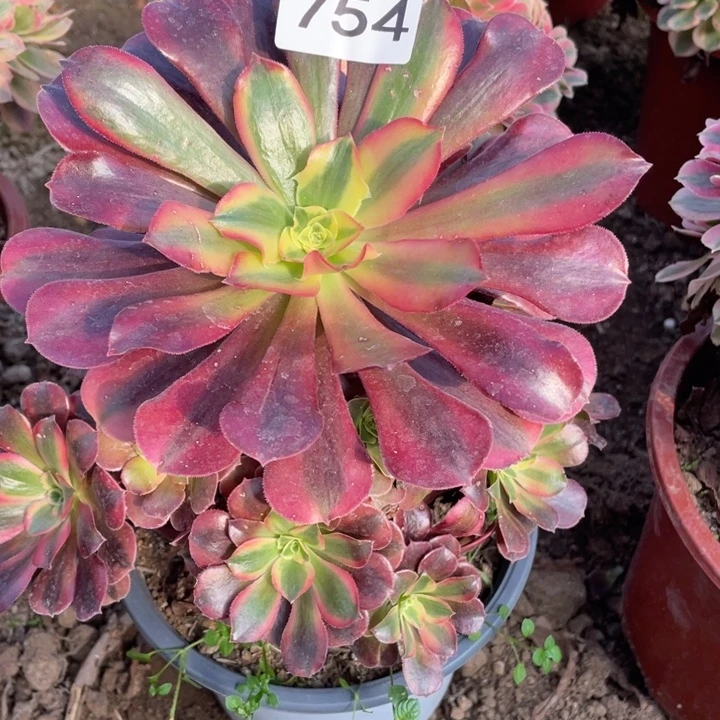 无花朵754多肉植物美杜莎