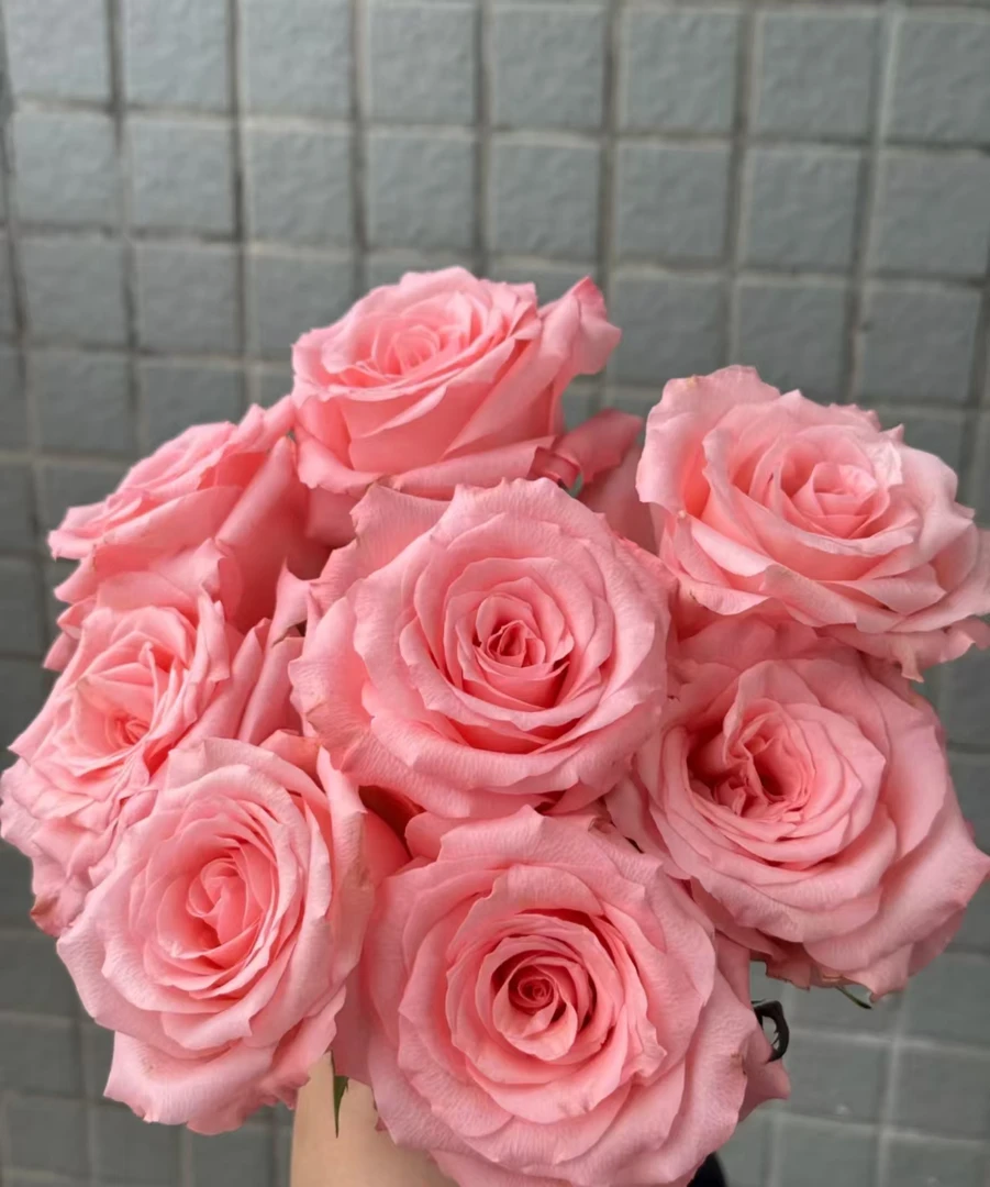 【万紫鲜花】戴安娜玫瑰20支  基地直发