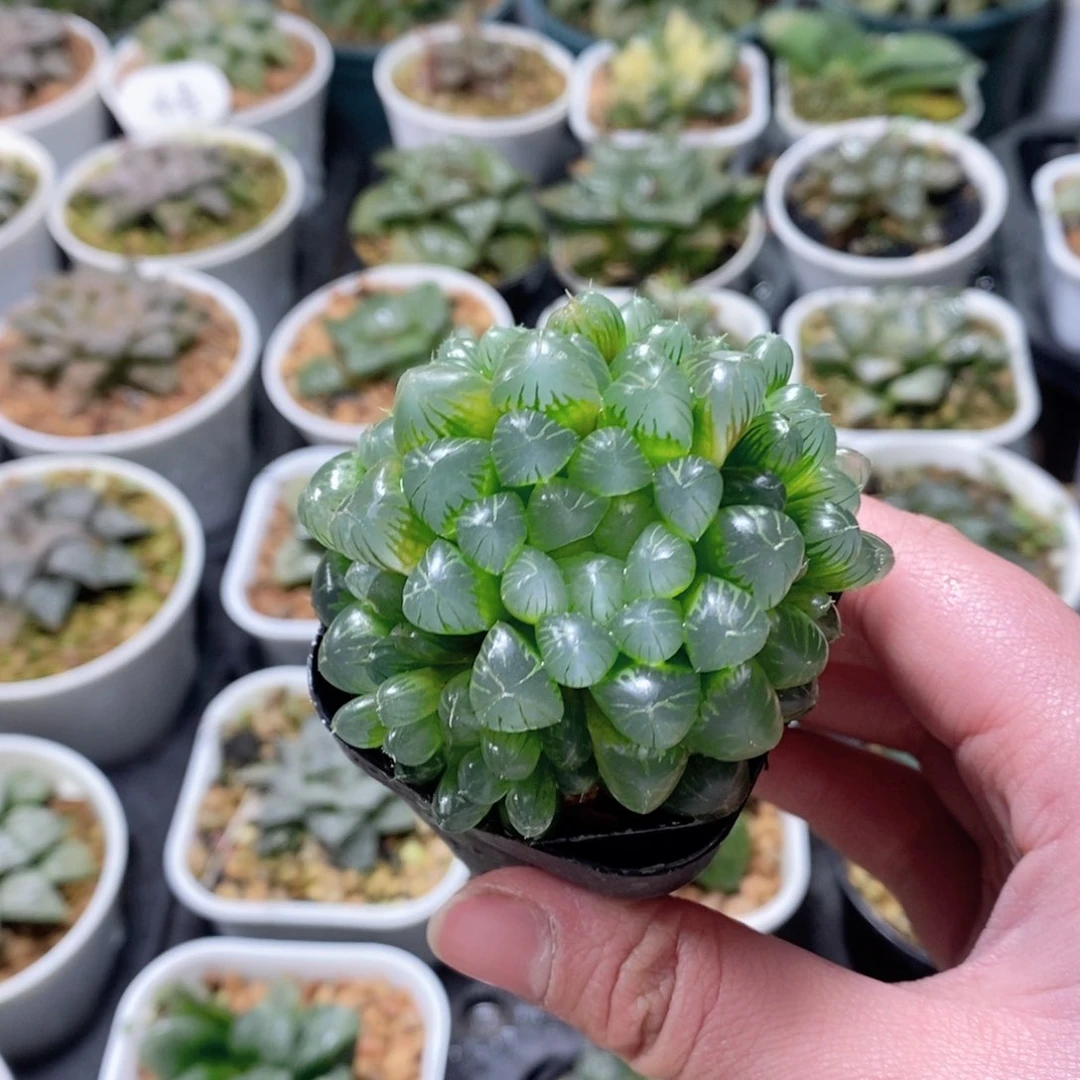 梵**心姬玉露群玉露多肉植物