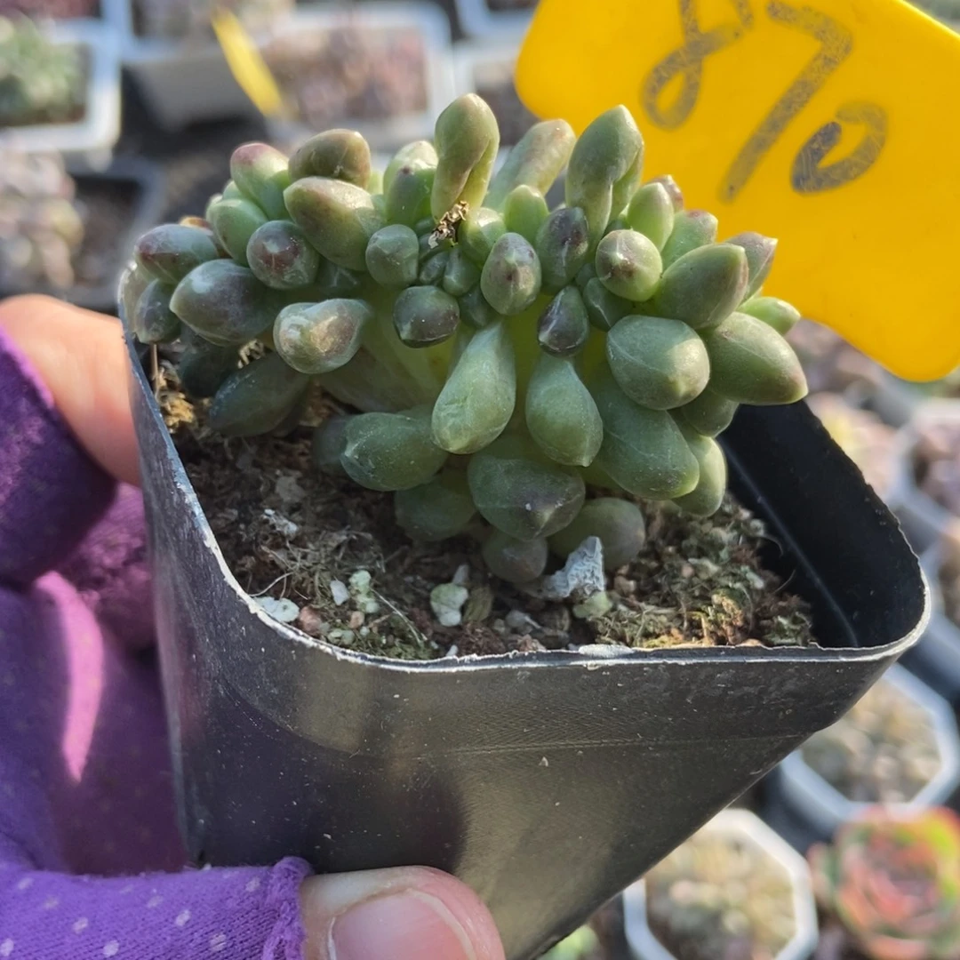 870千代田缀多肉植物