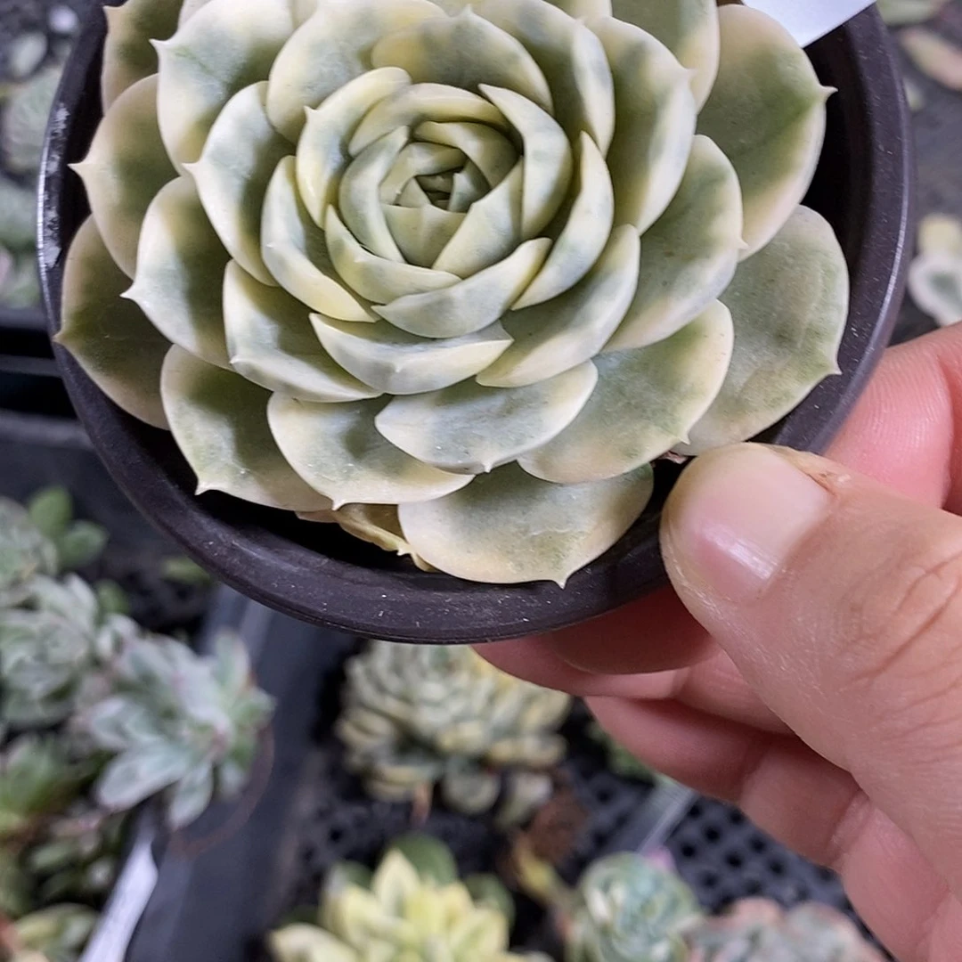 195圆叶昂斯诺锦炸多肉植物