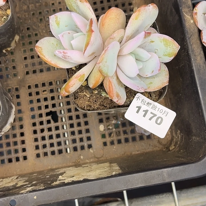 阿雅园艺。      1170奶茶