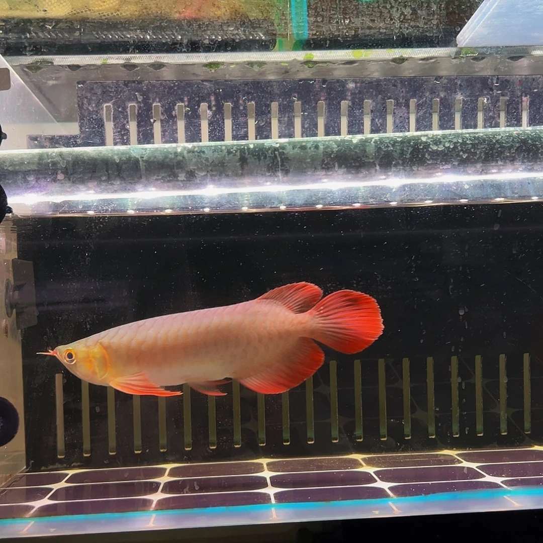 小***生海水鱼红龙观赏鱼热带鱼