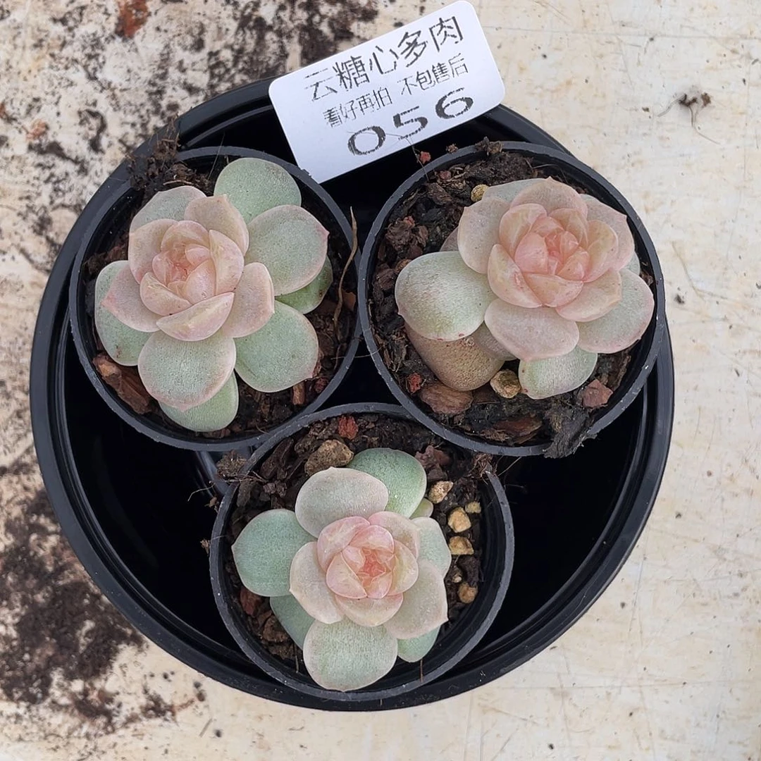 云糖心多肉植物56