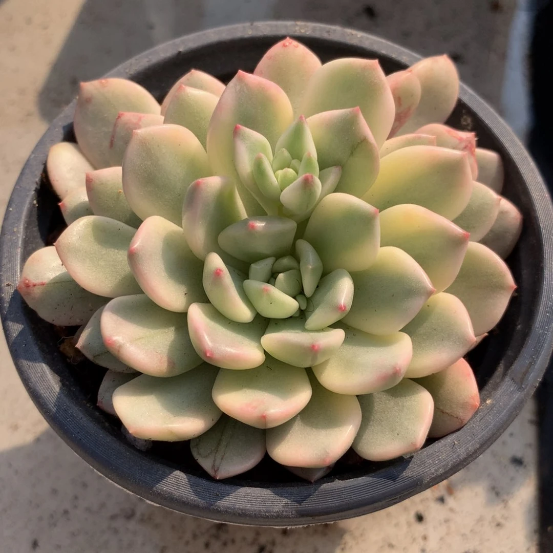 绿宝石锦锦上园艺一物一拍