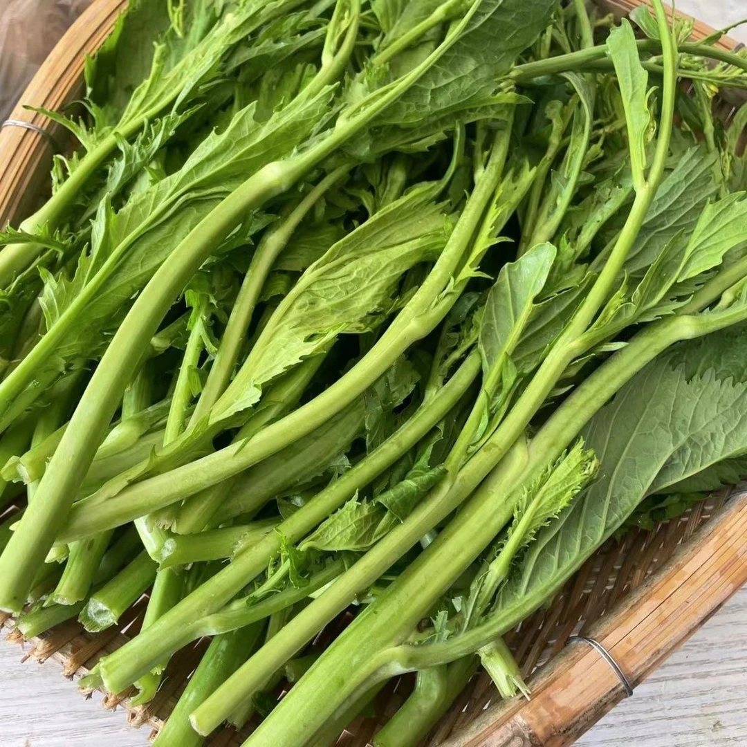 贵州新鲜蔬菜青菜苔荠菜苔冲鼻菜腊菜冲菜辣辣菜农家自种包邮