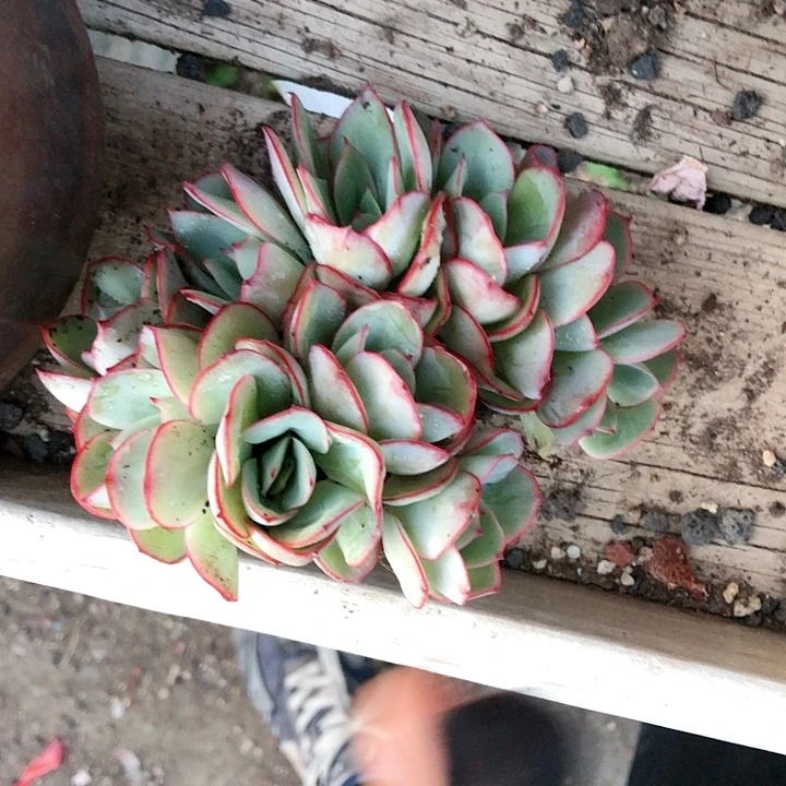 【闪购商品】@****sunday牡丹亭