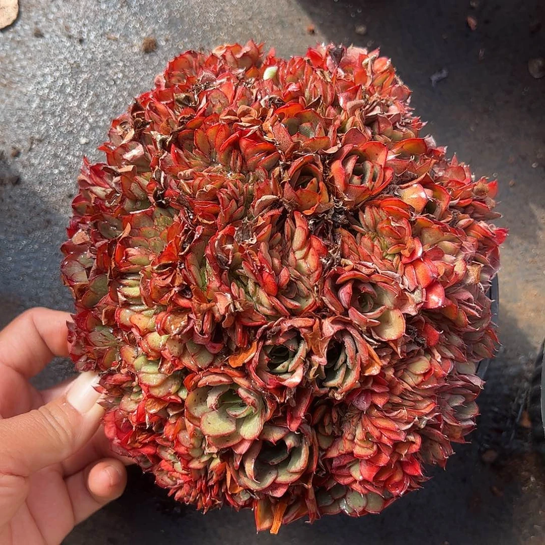 央金缀化，一物一拍