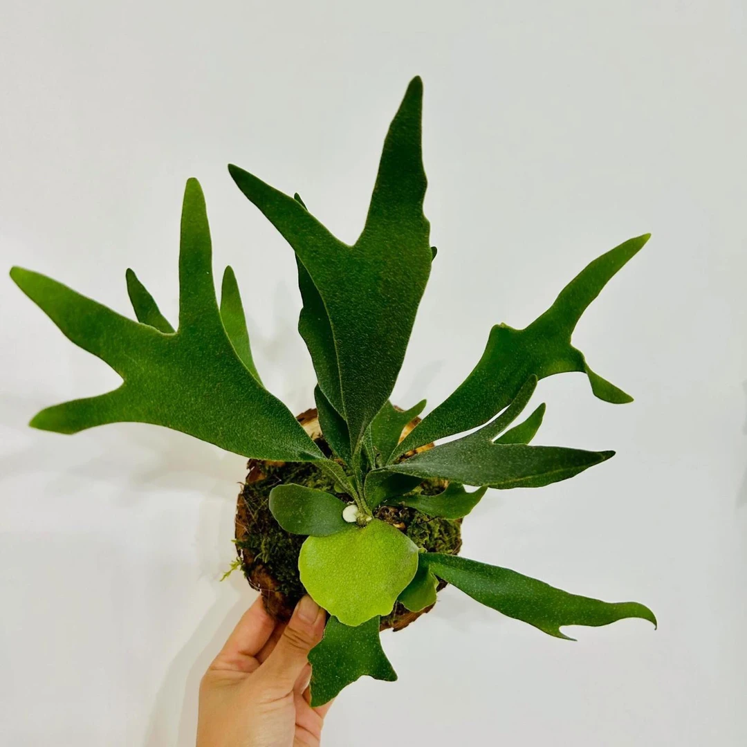 二岐鹿角蕨绿植室内客厅卧室阳台净化空气植物壁挂盆栽板植好养