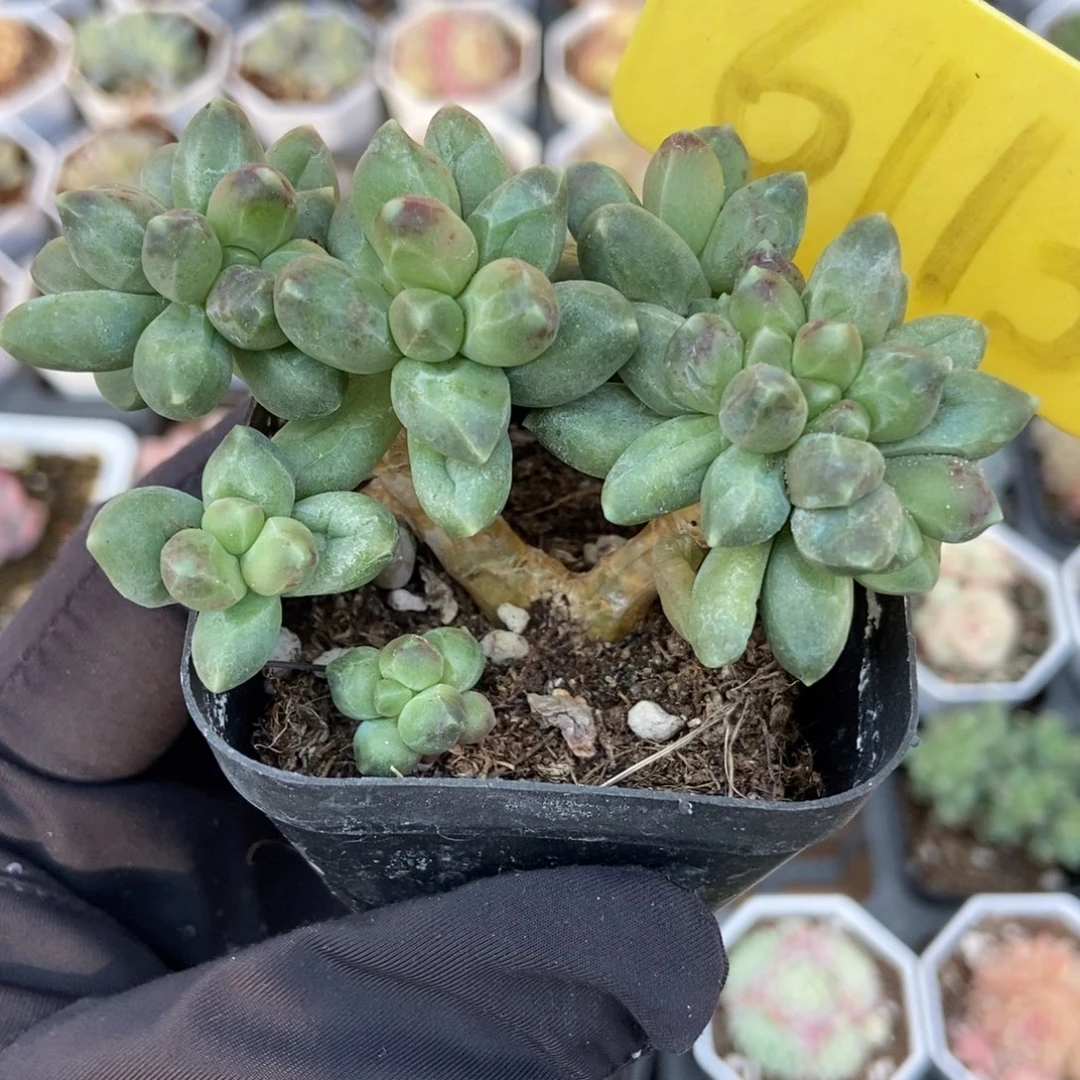 6113千代田缀多肉植物