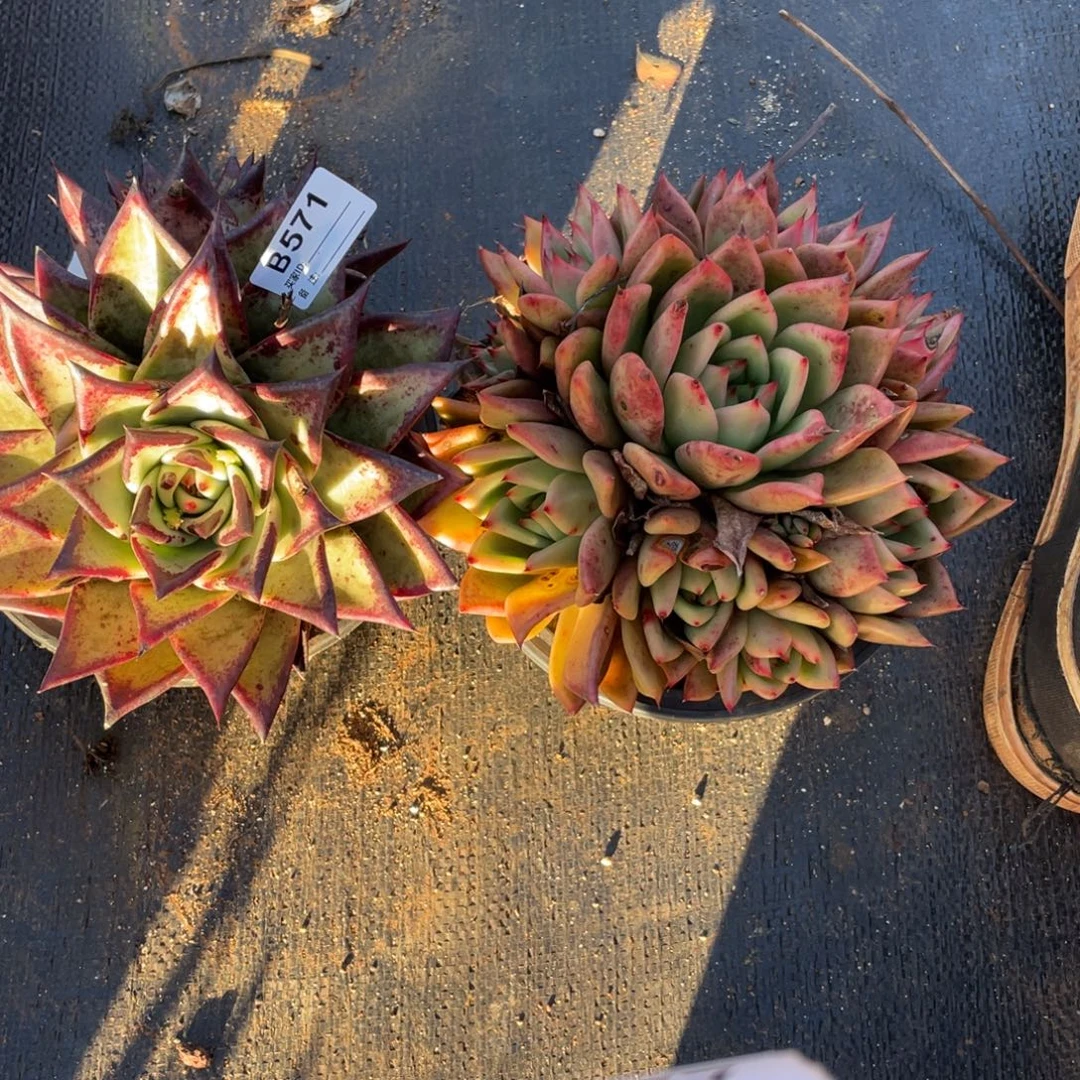 无花朵若如东云单拍B571