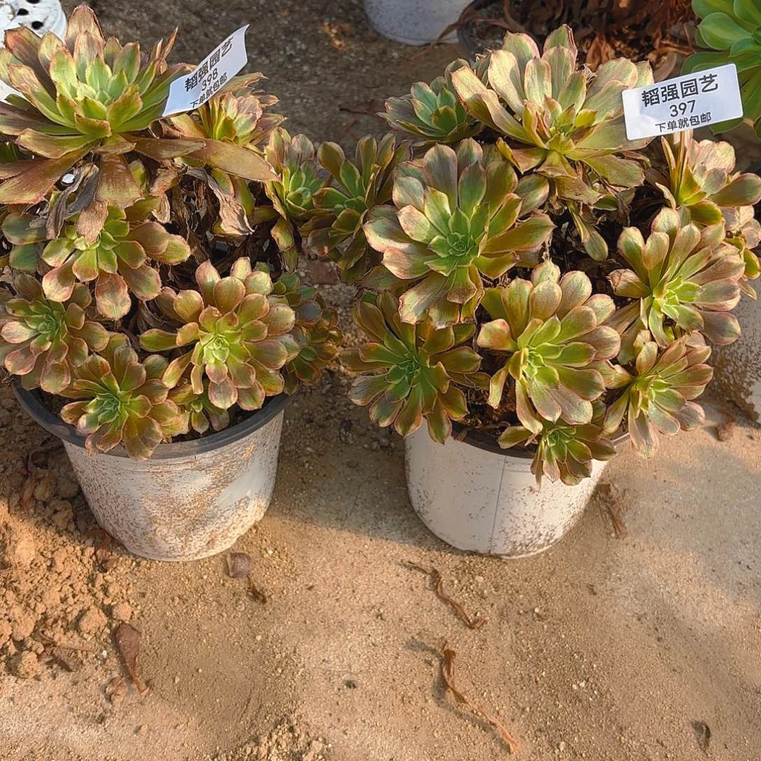 粉黛多肉植物两颗397-98
