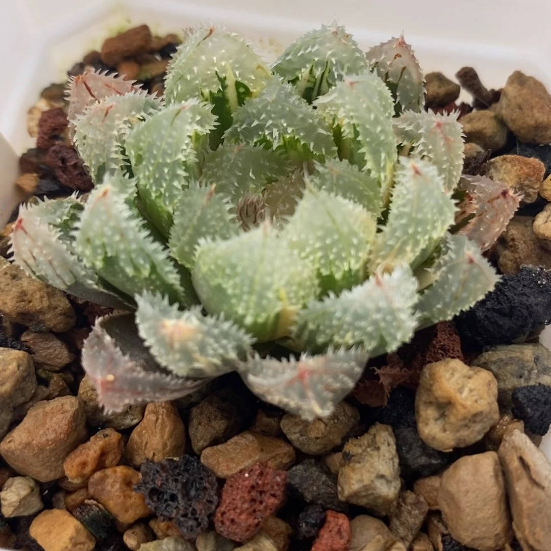 707玄冰玉露锦一物一拍