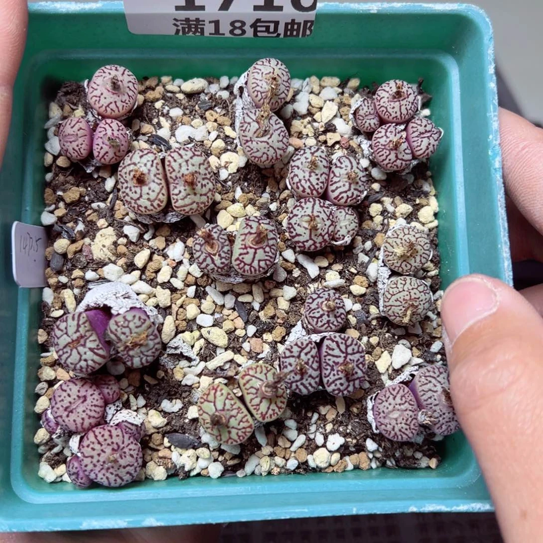 【闪购商品】1710……