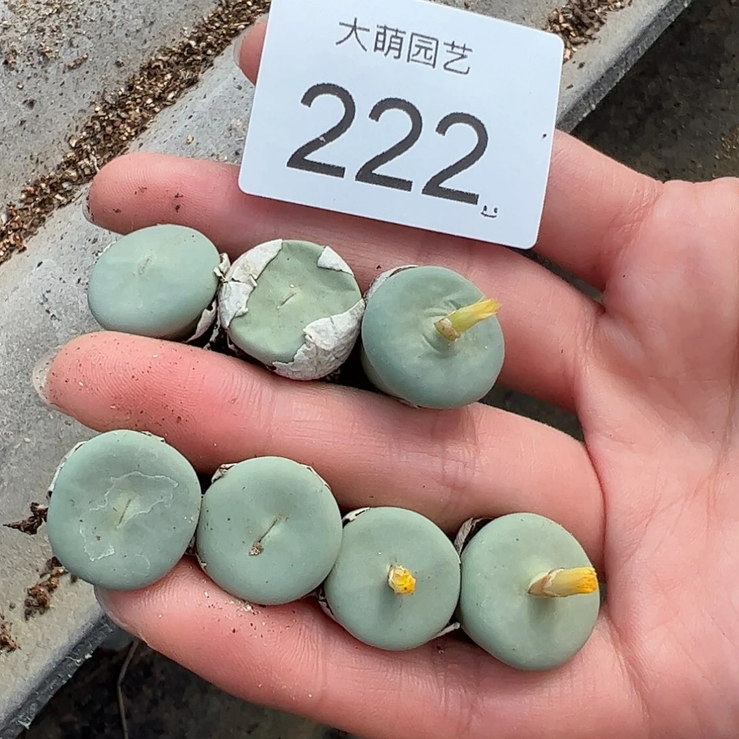 0000222量拍SUB大型红嘴1颗尺寸1.7上下